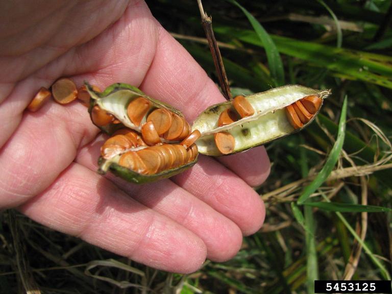 Yellow Flag Iris Iris pseudacorus Opened green seed pod with several brown round flat seeds