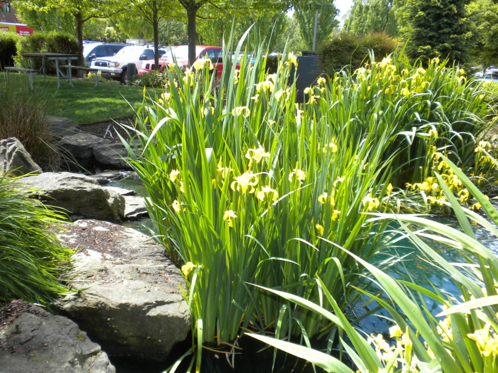 Yellow Flag Iris Iris pseudacorus Clumps of green leaf blades with stalk large yellow flowers in a lake