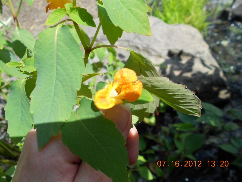 Jewel Weed Impatiens capensis Large Green oval serrated leaves with yellow bell shaped flowers