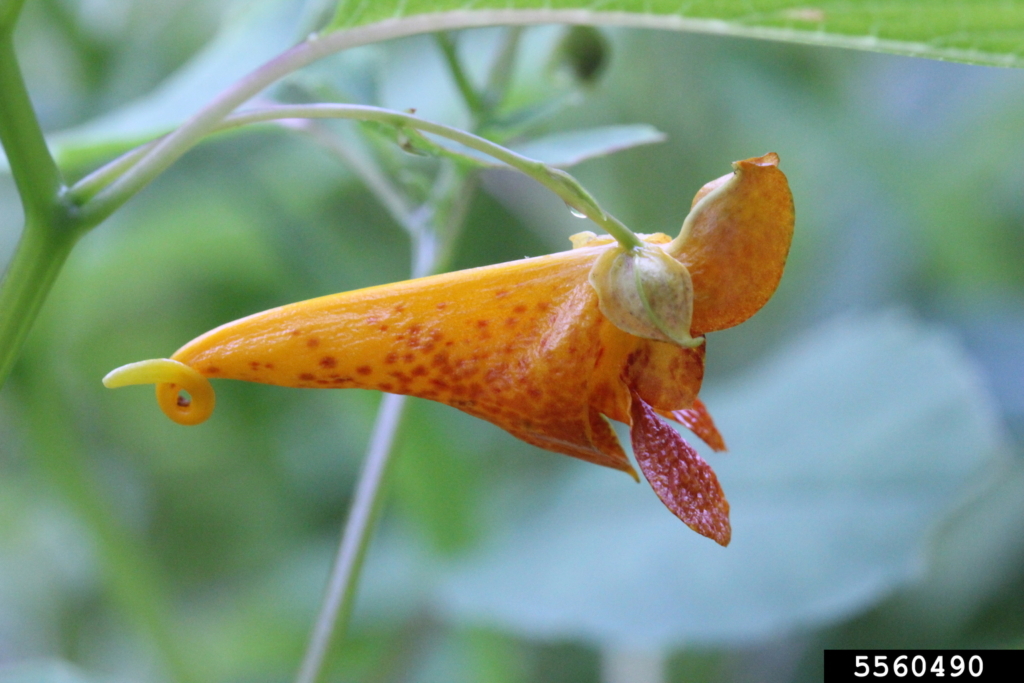 Close up of showy orange trumpet like flowers