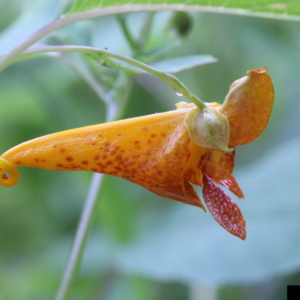 Close up of showy orange trumpet like flowers