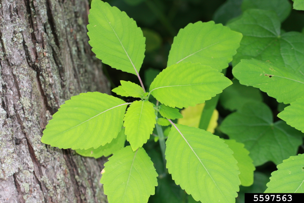 Several green oblong serated leaves