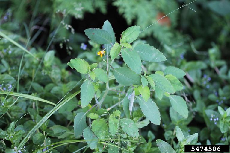 Small shrub with green serated leaves and showy orange flowers