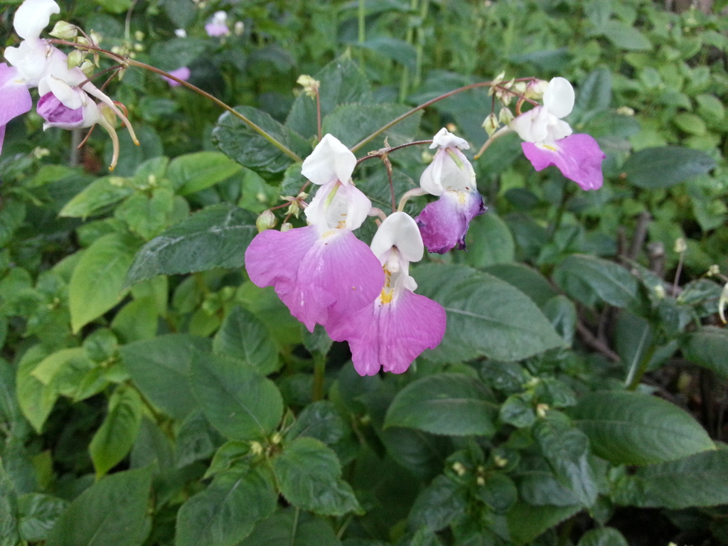 Policeman’s Helmet Impatiens glandulifera Several purple and white flowers on small stems