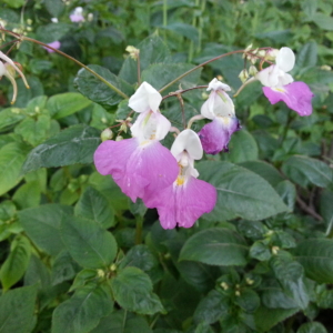 Policeman’s Helmet Impatiens glandulifera Several purple and white flowers on small stems