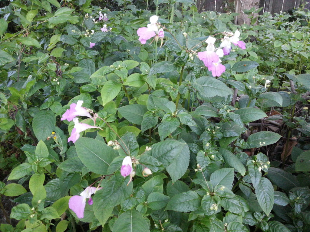 Policeman’s Helmet Impatiens glandulifera Shrub with green stalks, green serated olong leaves and purple flowers
