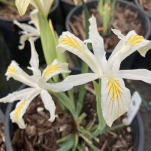 White petaled iris flowers with yellow throats and reddish brown veins.