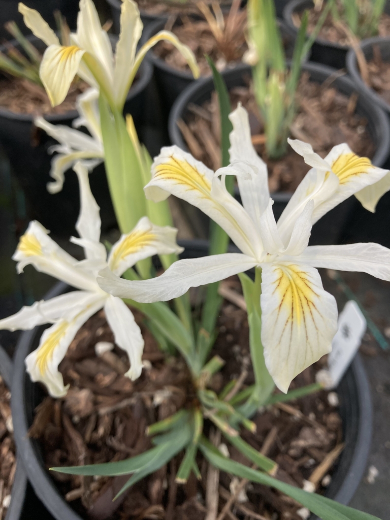 White petaled iris flowers with yellow throats and reddish brown veins.