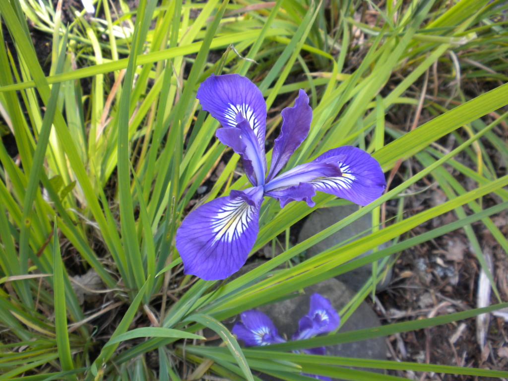 violet blue Oregon iris flower