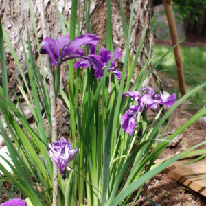 a clump of irises with grass-like foliage and purple iris flowers