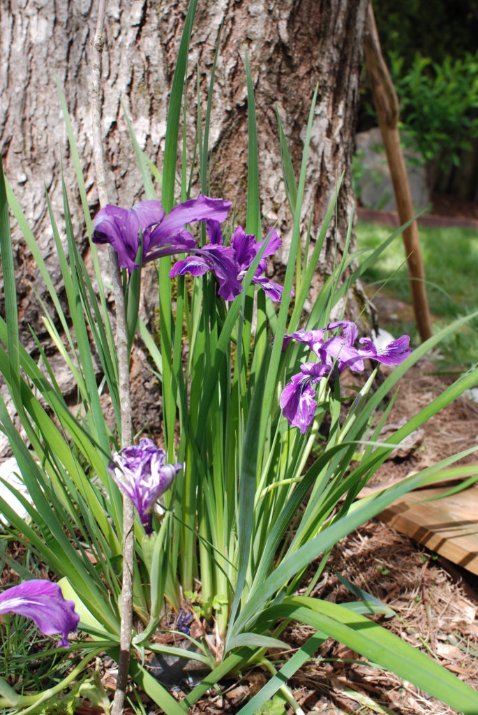a clump of irises with grass-like foliage and purple iris flowers