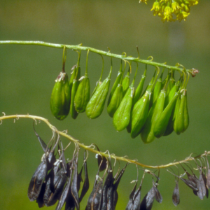 Yellow flowers and green and dried seed pods