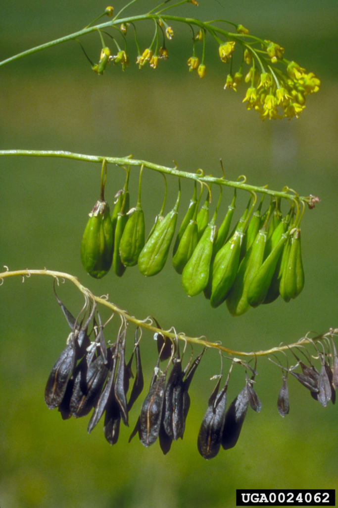 Yellow flowers and green and dried seed pods