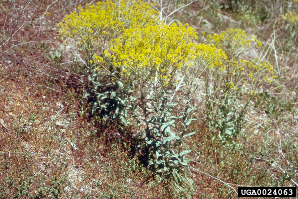 Small shrub with stems covered in small yellow flowers