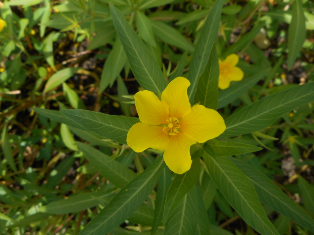Five yellow petals at tips of stems, with lance shaped green leaves with white midveins.