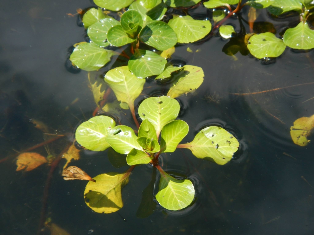 Juvenile Ludwigia leaves are spatulate in shape and star-shaped in arrangement.