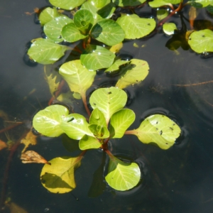 Juvenile Ludwigia leaves are spatulate in shape and star-shaped in arrangement.