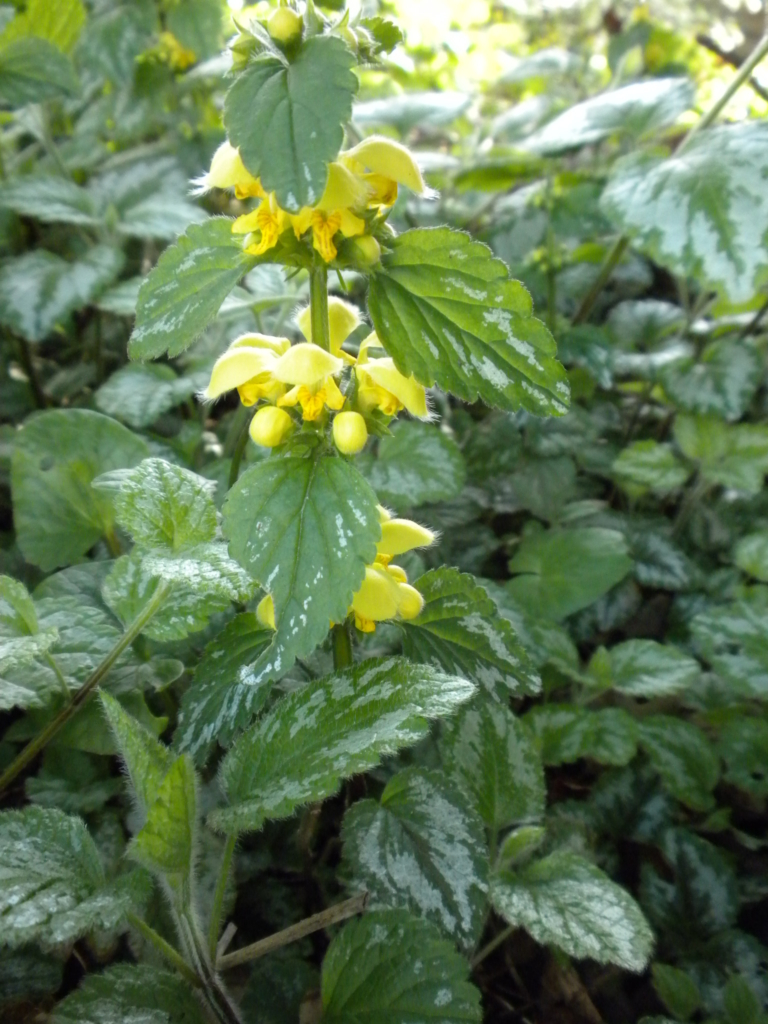 Yellow Archangel Lamiastrum galeobdolon Stalk with green and white varigated leaves with cluster of small yellow flowers