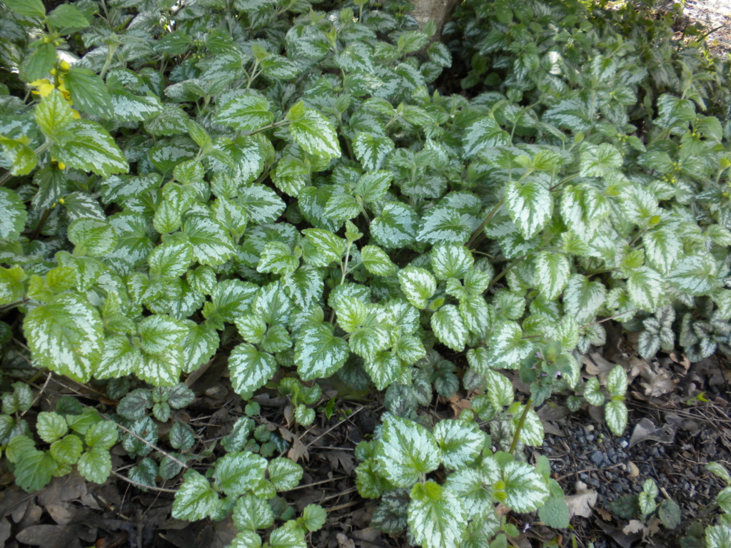 Yellow Archangel Lamiastrum galeobdolon Groundcover of green and white varigated leaves