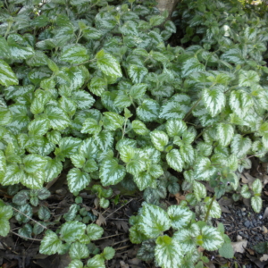 Yellow Archangel Lamiastrum galeobdolon Groundcover of green and white varigated leaves