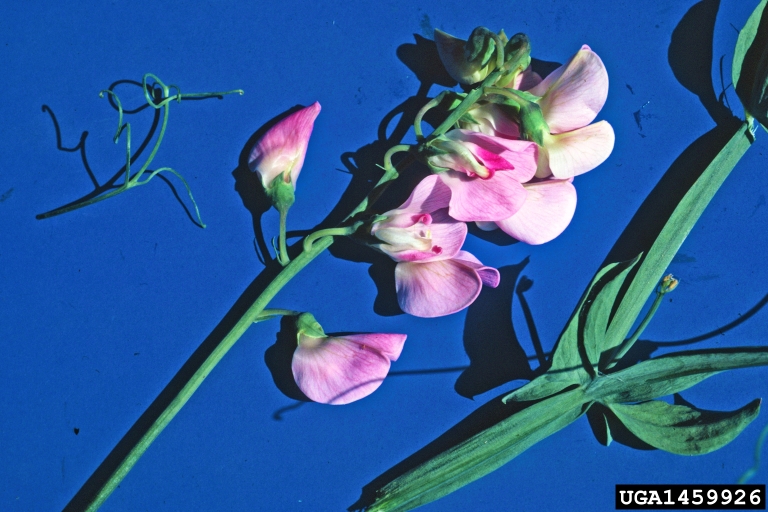 Pinkish pea family flowers at end of stem and leaves emerging from stem, sort of winged