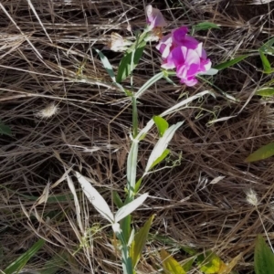 Small plant with long slender leaves and purple showy flowers