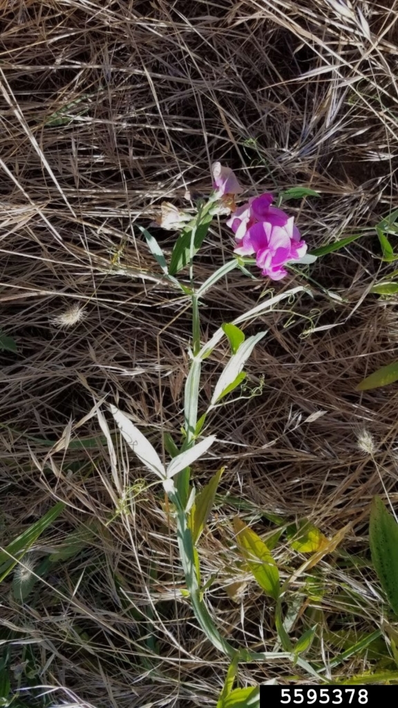 Small plant with long slender leaves and purple showy flowers