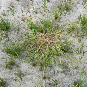 the grass leaves fall flat to the ground and outward from center.