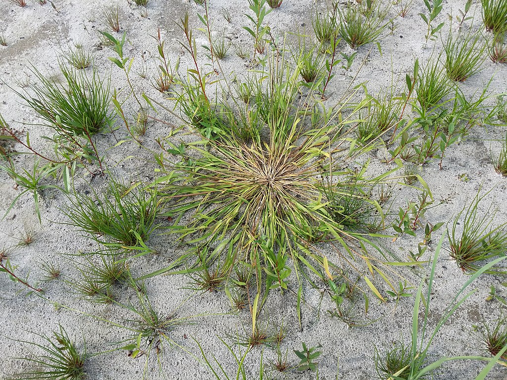 the grass leaves fall flat to the ground and outward from center.