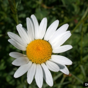 Single flower with white petals and yellow center