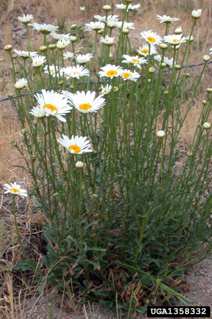 Mound of green stems with white pedalled flowers