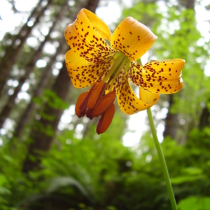 the ornamemtal orange tiger lily flower with reddish brown freckles