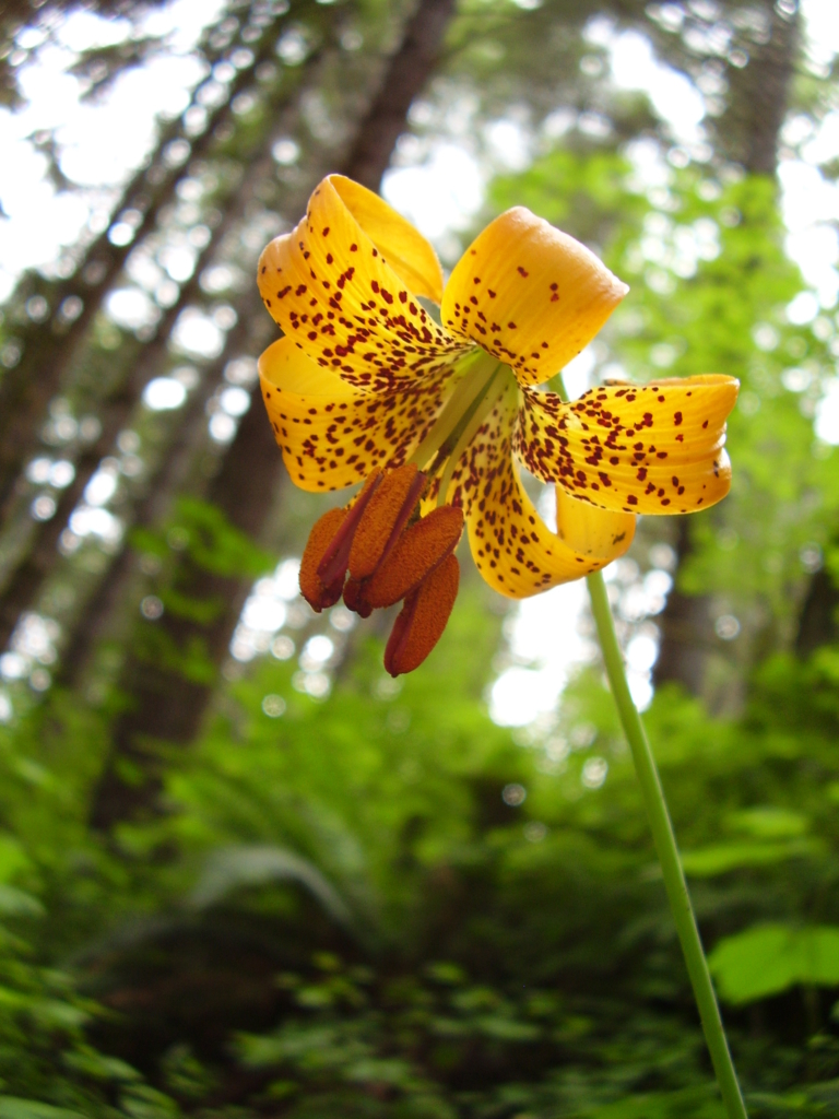 the ornamemtal orange tiger lily flower with reddish brown freckles