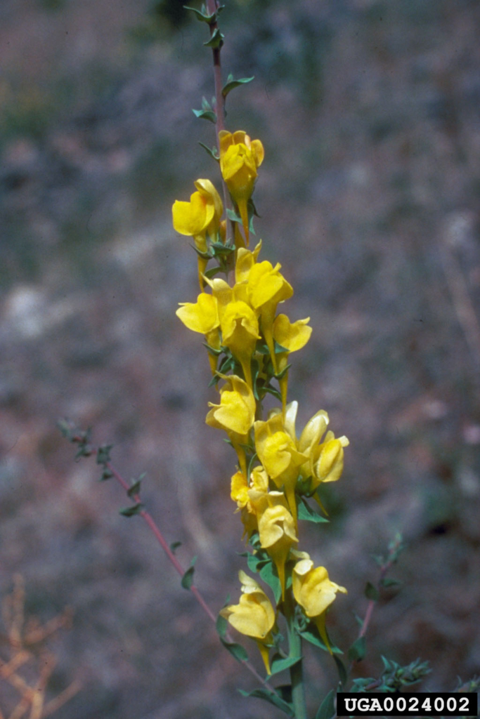 Small yellow flowrs on long stem
