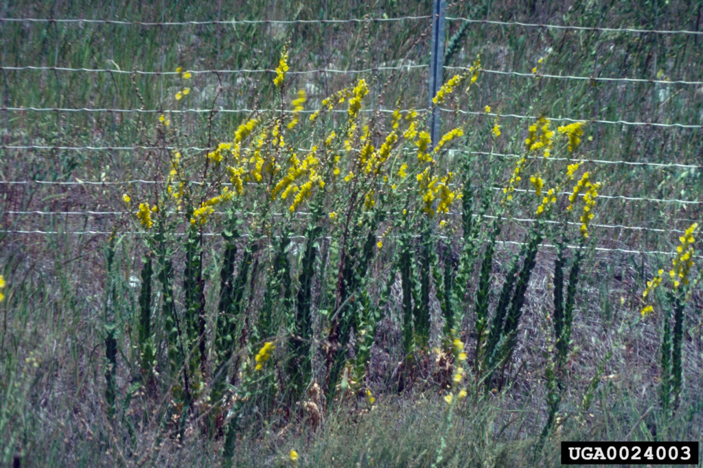 Group of long green stems covered in small yellow flowers