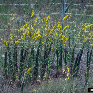 Group of long green stems covered in small yellow flowers