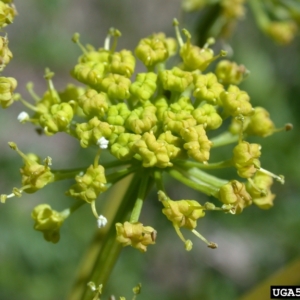 Close up of lamatioum inflorescence composed of many small, yellow flowers in a sphere