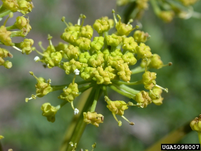 Close up of lamatioum inflorescence composed of many small, yellow flowers in a sphere