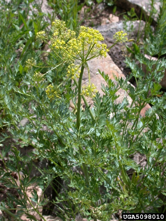 dissected leaves appear fernlike, long stalk rises up from center with spherical yellow inflorescence at top