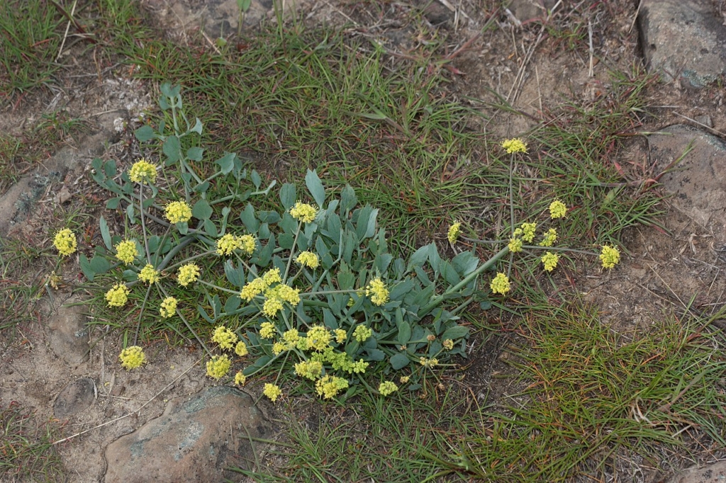 a mat of small linear to lance shaped grayish green leaves at base with a tall stalk rising up with a sphere of small yellow flowers that branch out from center
