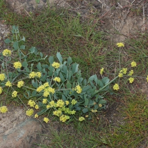 a mat of small linear to lance shaped grayish green leaves at base with a tall stalk rising up with a sphere of small yellow flowers that branch out from center