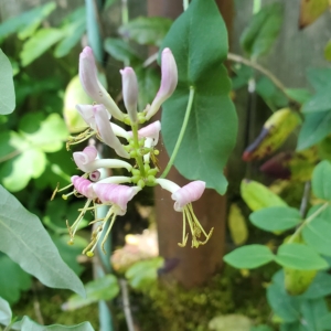 pink honeysuckle flowers and fused opposite leaves