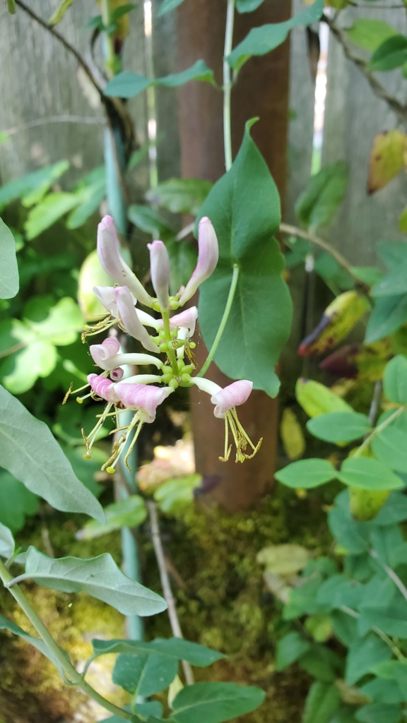 pink honeysuckle flowers and fused opposite leaves
