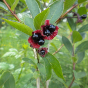 the black twin berries of Black Twinberry