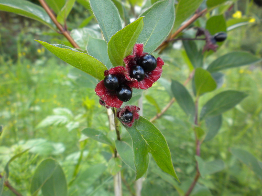 the black twin berries of Black Twinberry