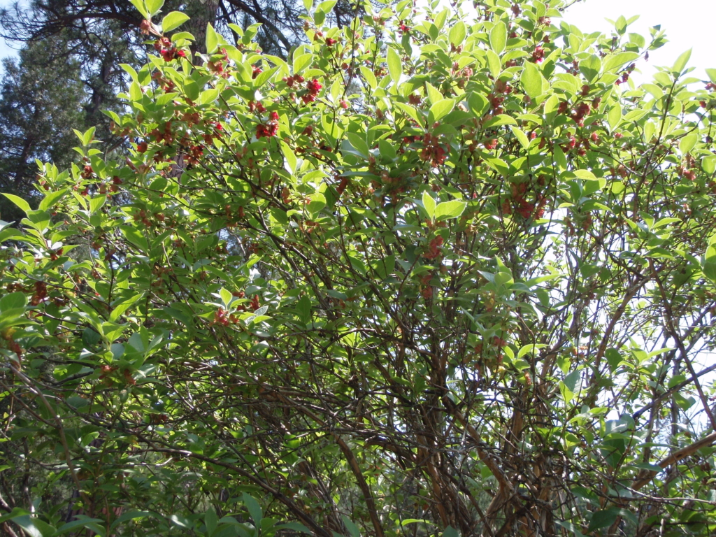 twinberry shrub