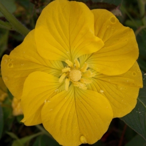 Small yellow flower