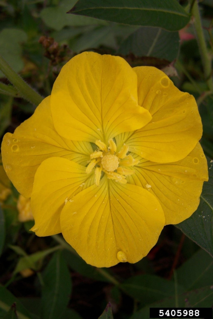 Small yellow flower