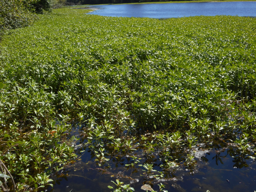 A floating mat of green Ludwigia leaves