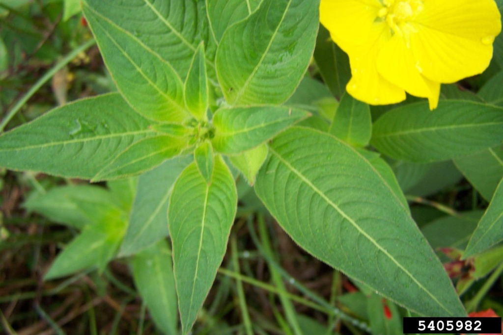 Green clusters of 5 leaves